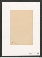 Navicula irrorata Grev. (de-Toni-Nr.: Genus 1, Species 343) Zeichnungen Sammlung Grunow (NHMW-BOT-W0367203)